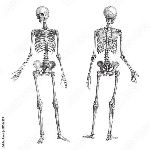 Human skeleton (male) - vintage illustration photo