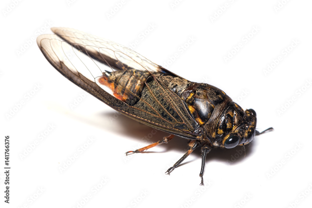 Fototapeta premium Cicada on the white background - perspective view