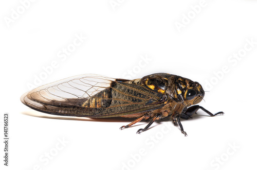 Cicada on the white background - side view © phichak