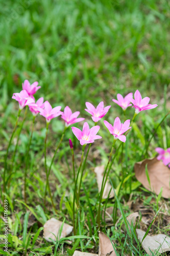 Beautiful pink rain lily / lotus soil in the garden, Zephyranthes minuta, © lukyeee_nuttawut