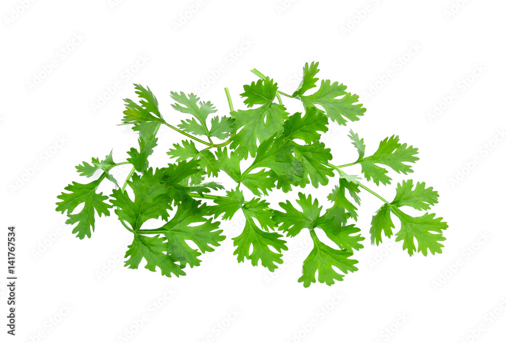 Fresh coriander leaves on white background Fresh coriander leaves on white background