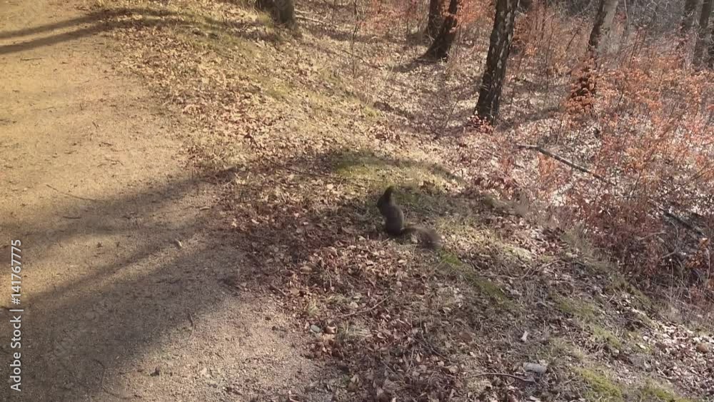 Squirrels frolic in the autumn forest Squirrels frolic in the autumn forest