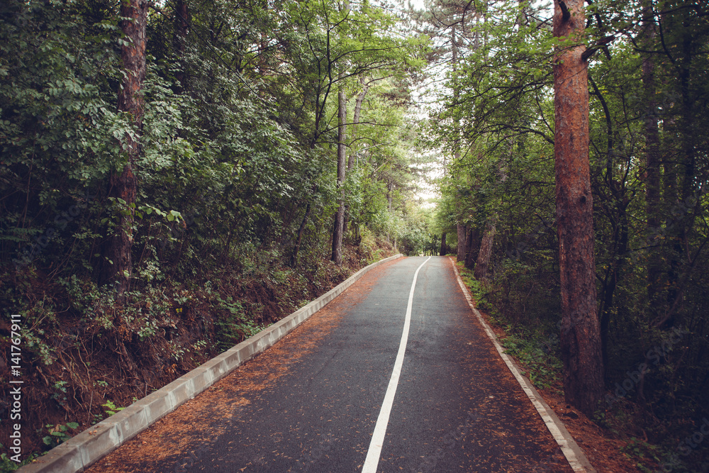 Fototapeta premium Wet asphalt road in the park. Sofia Bulgaria