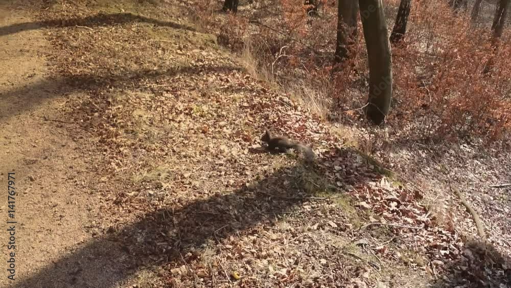 Squirrels frolic in the autumn forest
