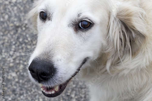 Portrait of a beautiful young dog - golden retriever.