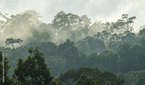 deep tropical forest, canop...