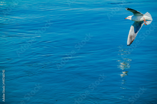 seagull marti © olgun