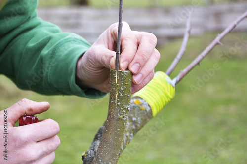 apple tree renovation by the grafting