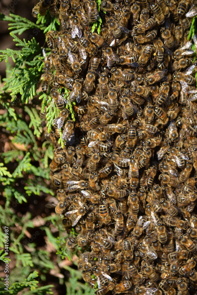 Essaim d'abeilles dans un buisson Essaim d'abeilles dans un buisson