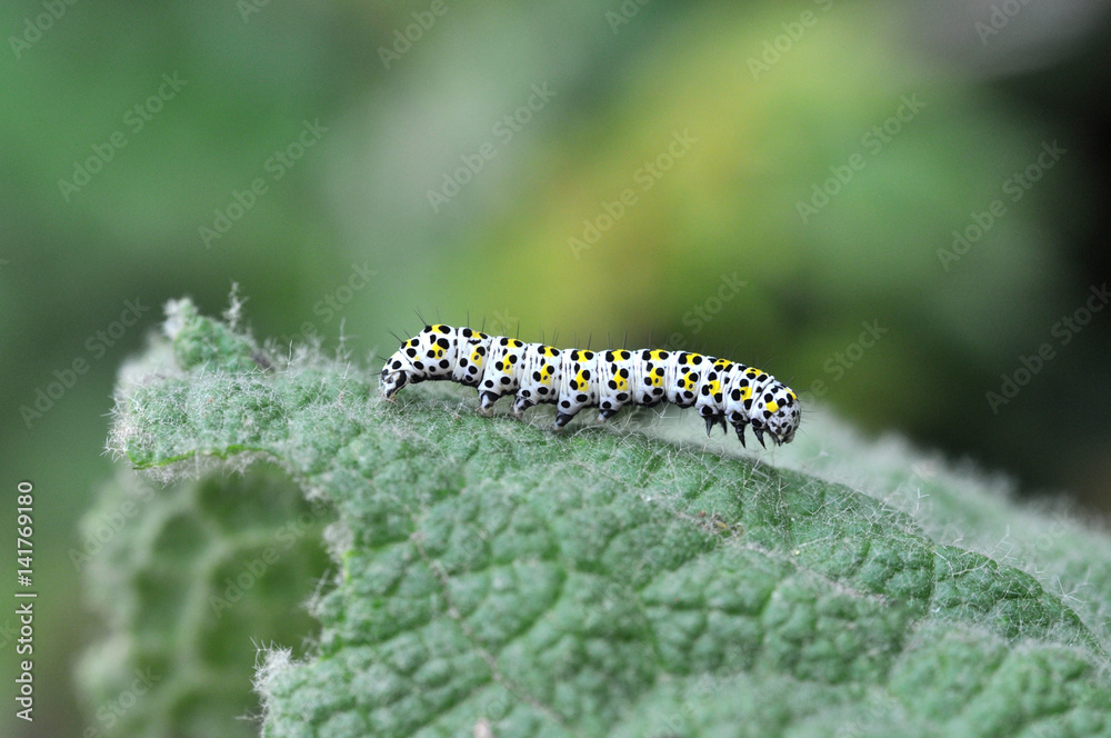 The mullein moth (Cucullia verbasci) caterpillar on food plant. Brightly colored larva in family Noctuidae on great mullein (Verbascum thapsus)