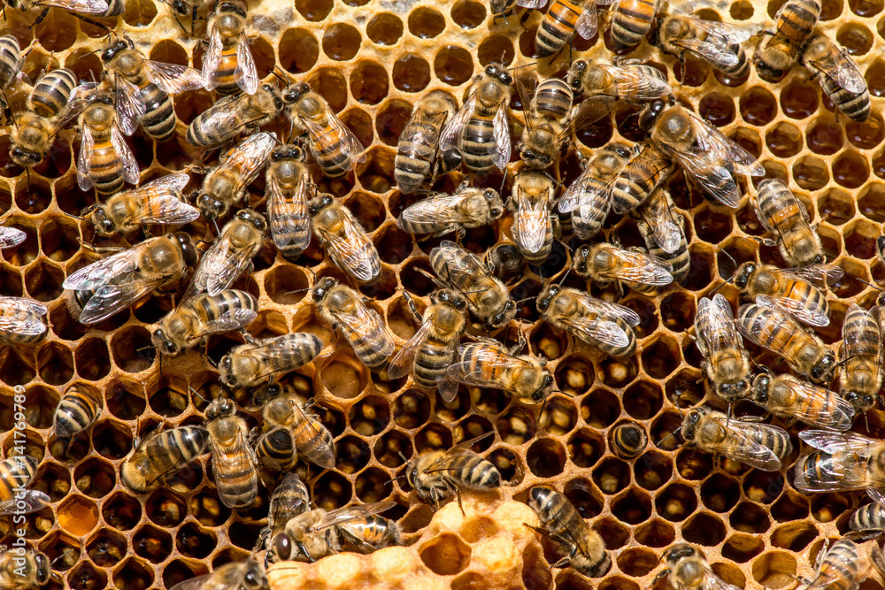 closeup of bees on honeycomb in apiary