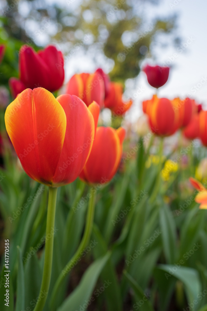 Red tulips with beautiful bouquet background. Tulip. Beautiful bouquet of tulips. colorful tulips. tulips in spring,colourful tulip with blurred background