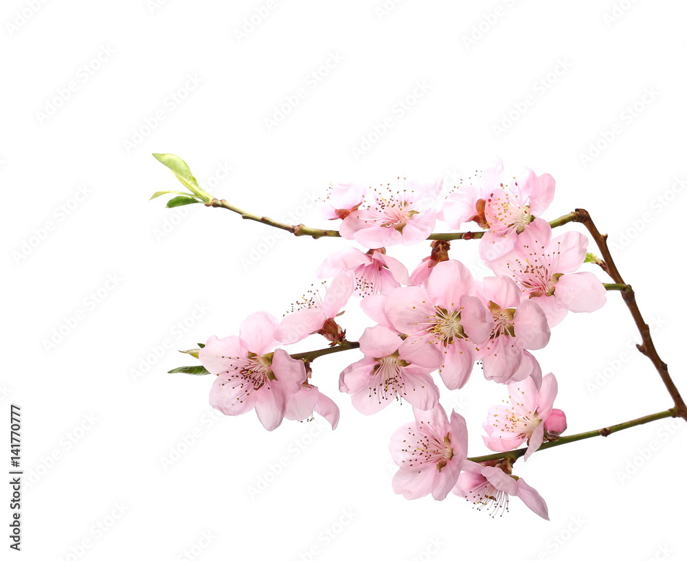 Plum blossom branch, isolated on white background

