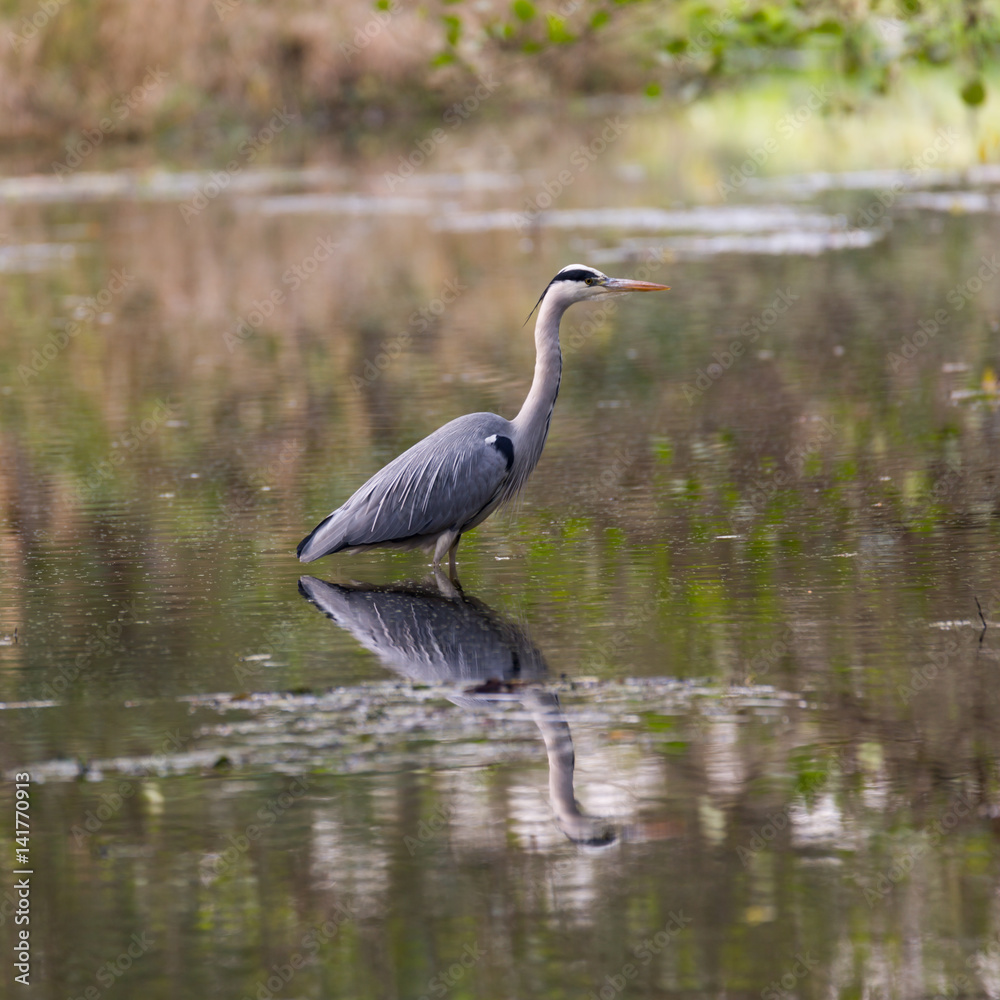 Naklejka premium Ein Graureiher wartet bewegungslos auf Beute - Kellersee bei Malente, Schleswig-Holstein, Deutschland