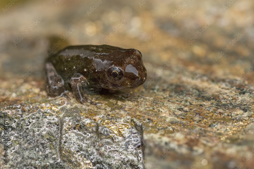 Tadpole metamorphosis to frog