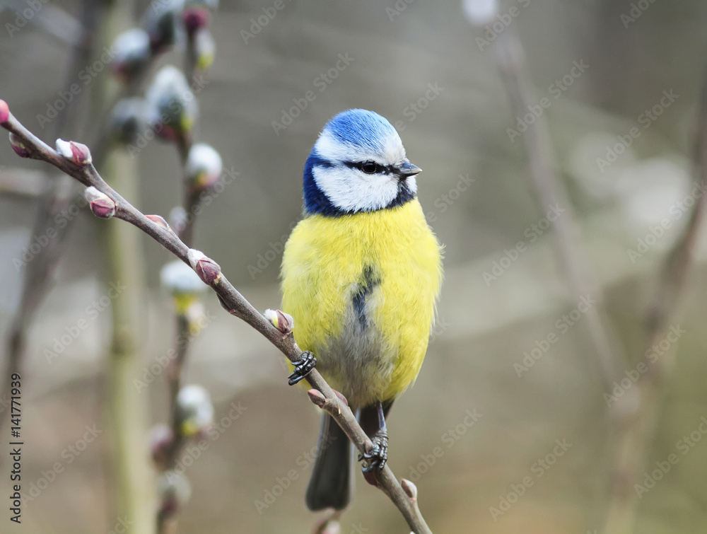 Obraz premium little bird sitting on the branch of a willow with fluffy buds