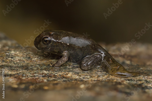 Tadpole metamorphosis to frog