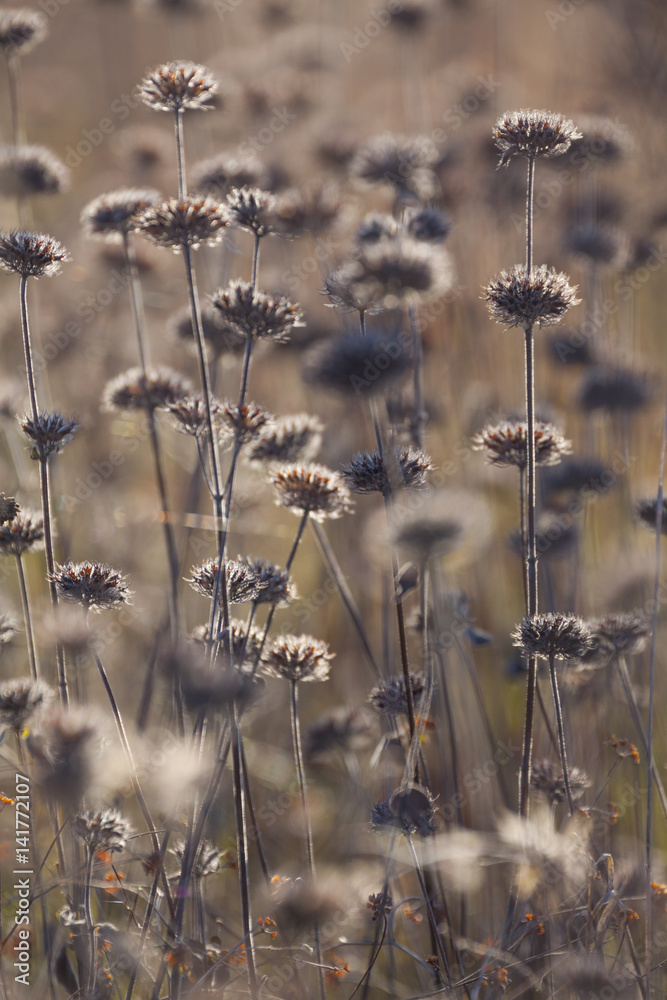 Autumn. Flowers in the field