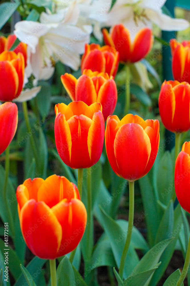 Obraz premium Red tulips with beautiful bouquet background. Tulip. Beautiful bouquet of tulips. colorful tulips. tulips in spring,colourful tulip with blurred background
