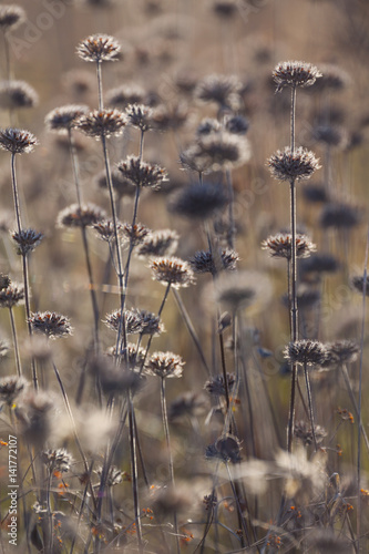 Obraz na płótnie Autumn. Flowers in the field w salonie
