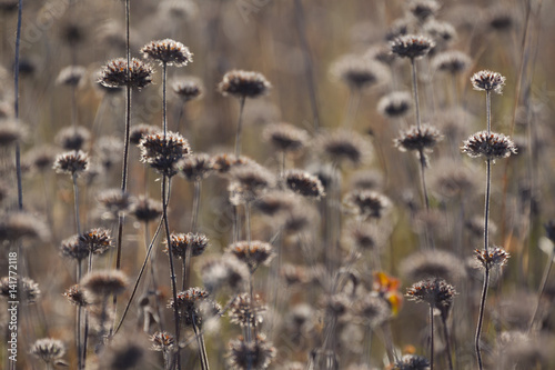 Autumn. Dry flowers