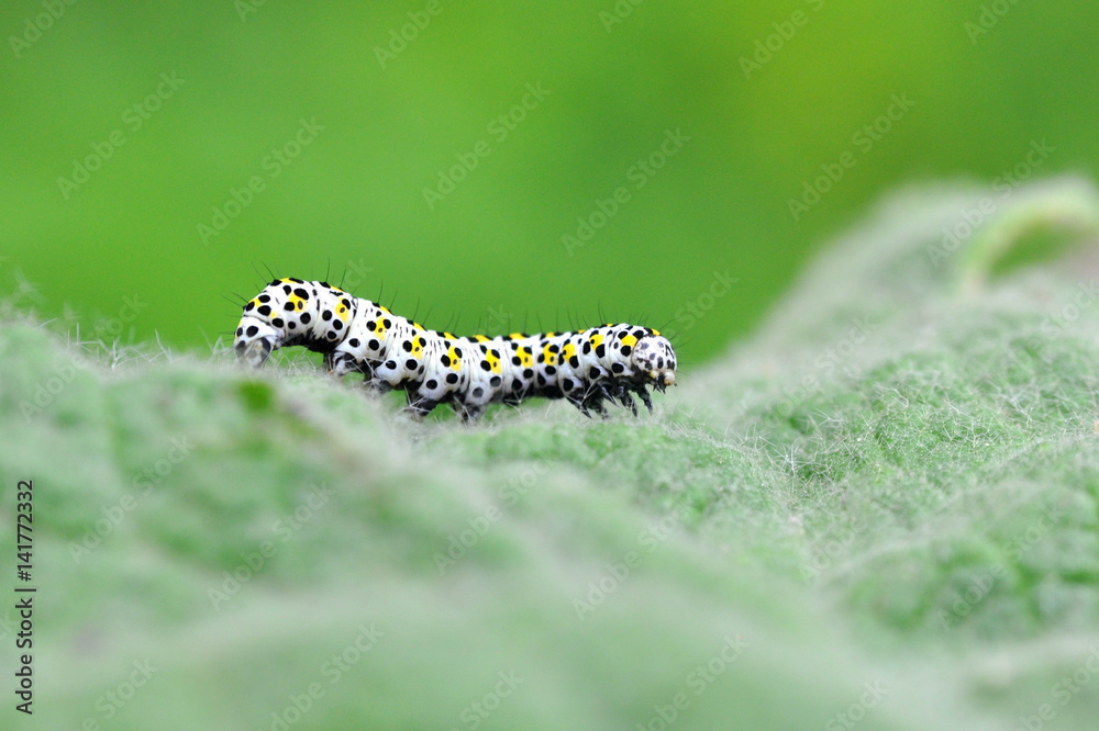 The mullein moth (Cucullia verbasci) caterpillar on food plant. Brightly colored larva in family Noctuidae on great mullein (Verbascum thapsus) The mullein moth (Cucullia verbasci) caterpillar on food plant. Brightly colored larva in family Noctuidae on great mullein (Verbascum thapsus)