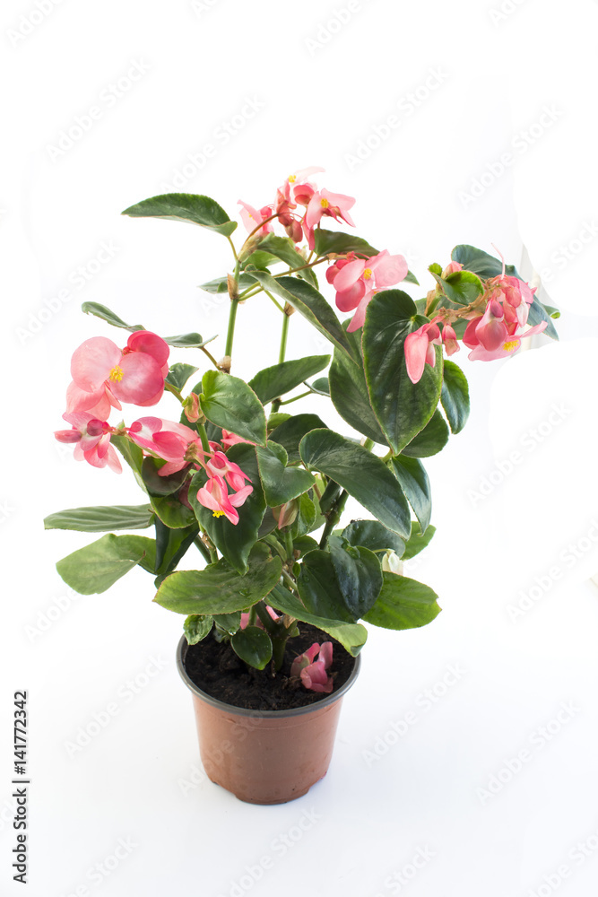 Begonia Potted Isolated on White