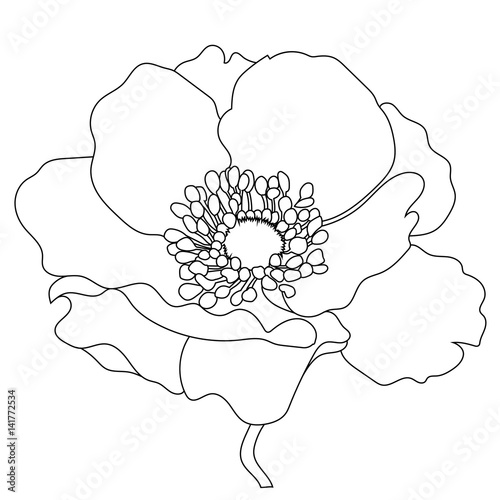 Monochrome Hand drawn poppy, anemone flowers. Vector.
