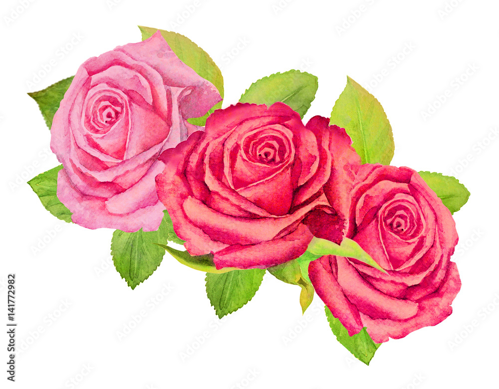Naklejka premium Three pink roses with green foliage on a white background - watercolor painting