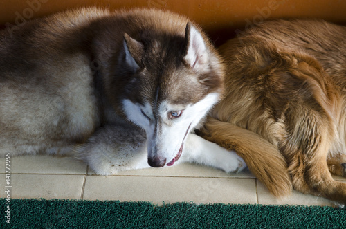 Alaskan malamute big dog photo