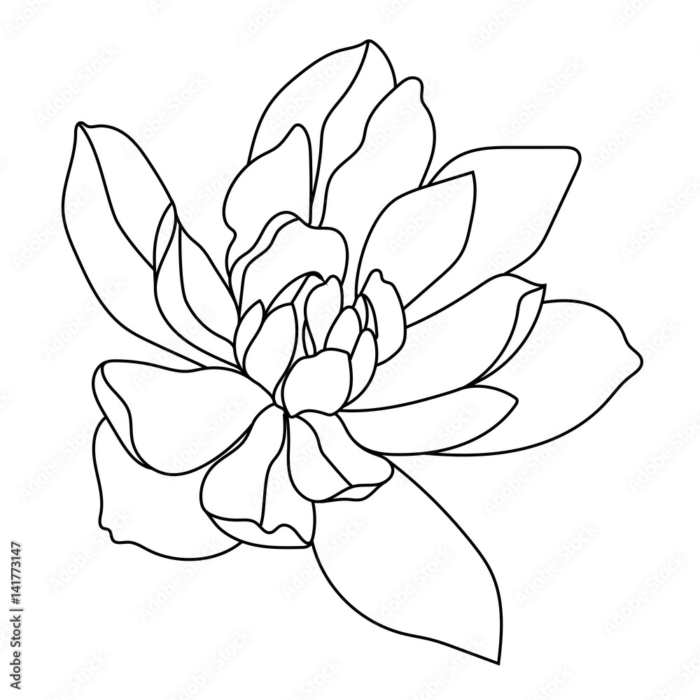 Fototapeta premium Magnolia tropical flower blossom in leaves on a white background.