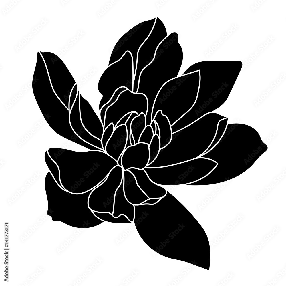 Naklejka premium Magnolia tropical flower blossom in leaves on a white background.