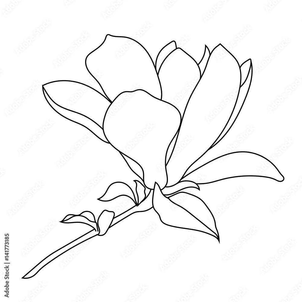 Fototapeta premium Magnolia tropical flower blossom in leaves on a white background.
