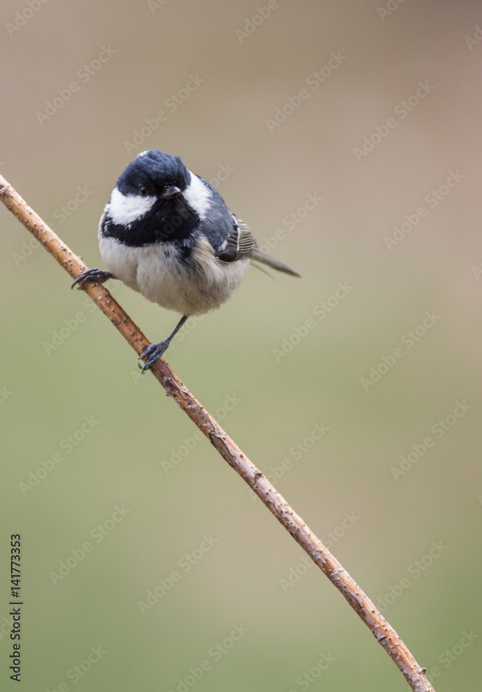 Obraz premium La mésange noire