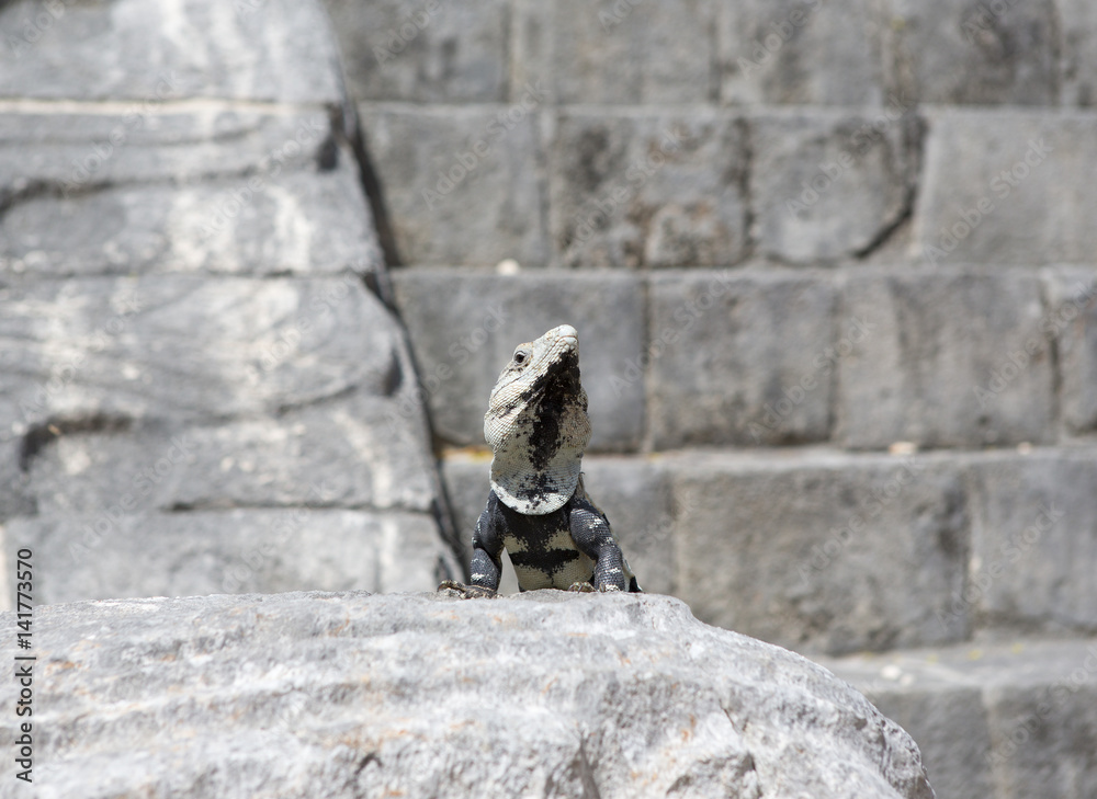 Fototapeta premium Big iguana is guarding the ancient building.