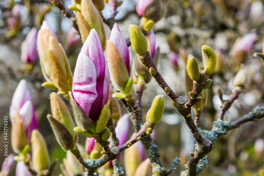 Knospen der Tulpenmagnolie (Magnolia × soulangeana)