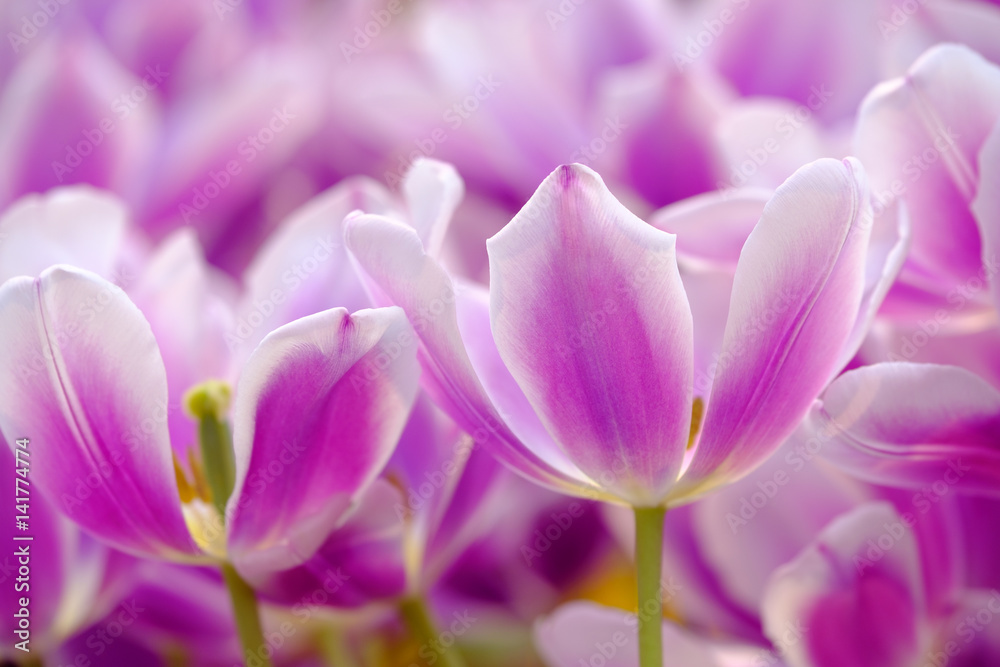 Fototapeta premium Blossoming fresh tulips macro background