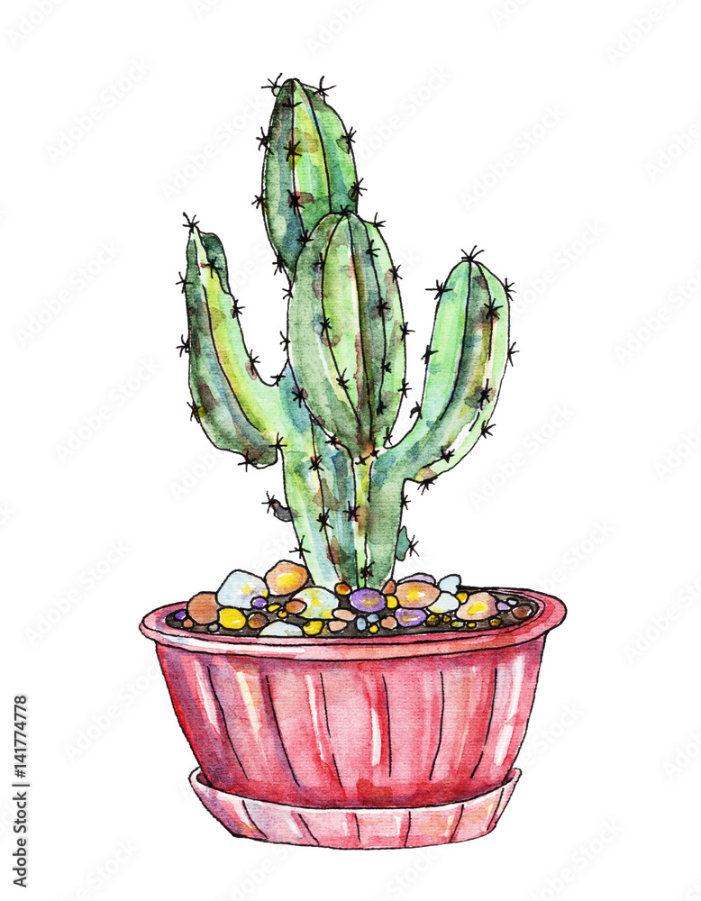 Cactus in watercolor Cactus in watercolor