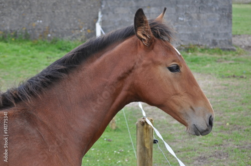 Cheval