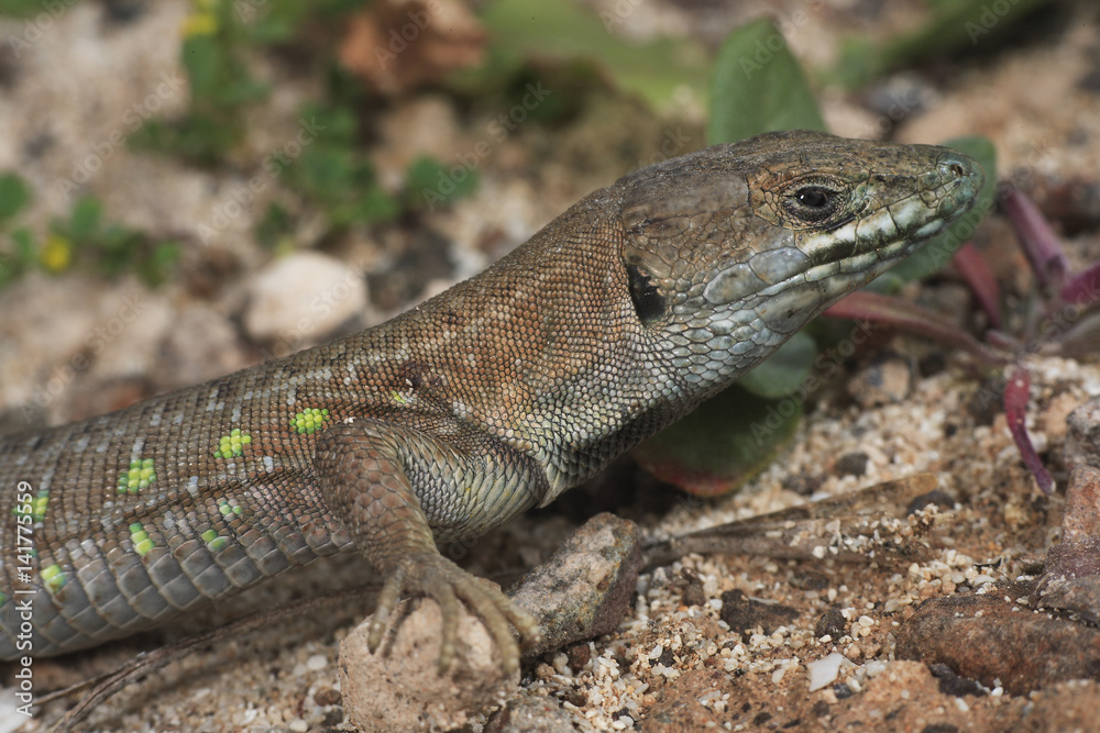 Gallotia atlantica atlantica / Lézard des Canaries Gallotia atlantica atlantica / Lézard des Canaries