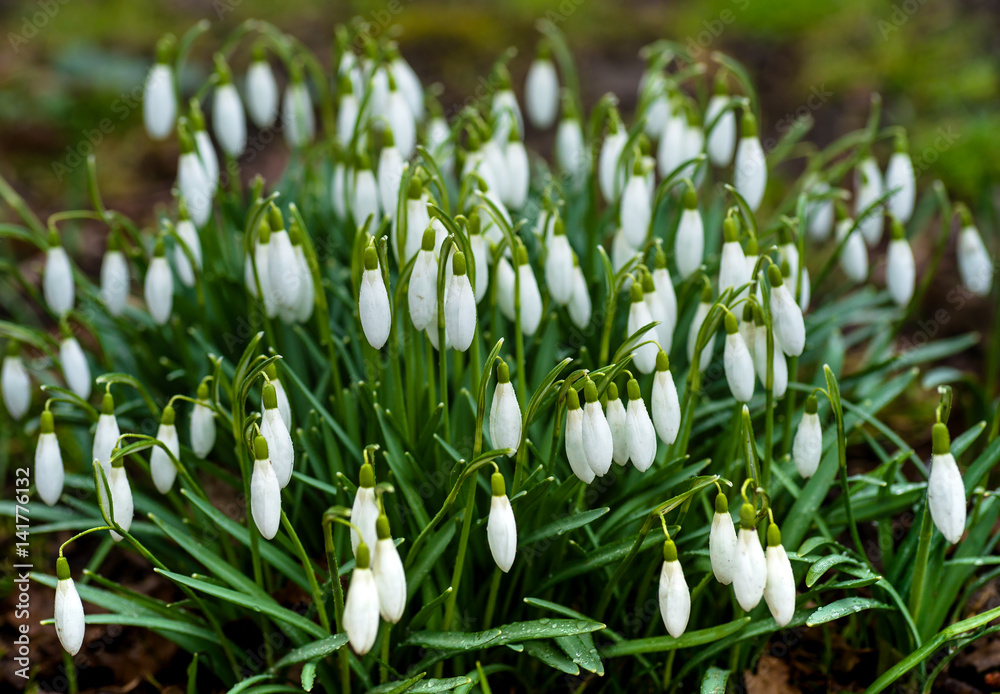 Fototapeta premium Snowdrops in spring forest