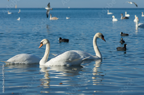Birds Coot  or flatted  lat. Fulica atra  and silver gull  lat. Larus argentatus   and mute Swan  lat. Olor Cygnus  wintering in the Black sea