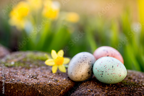 Photography narcissus and easter eggs on the spring background