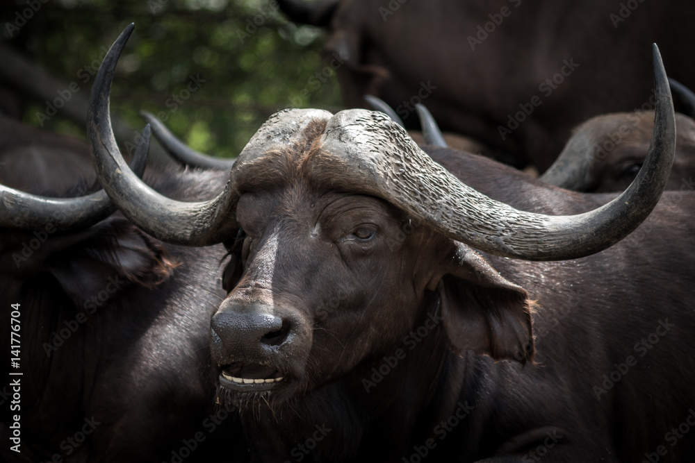 Naklejka premium Buffalo