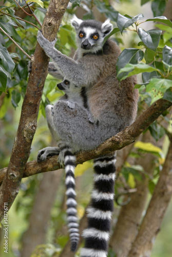 Lemur catta / Lémur catta / Maki catta
