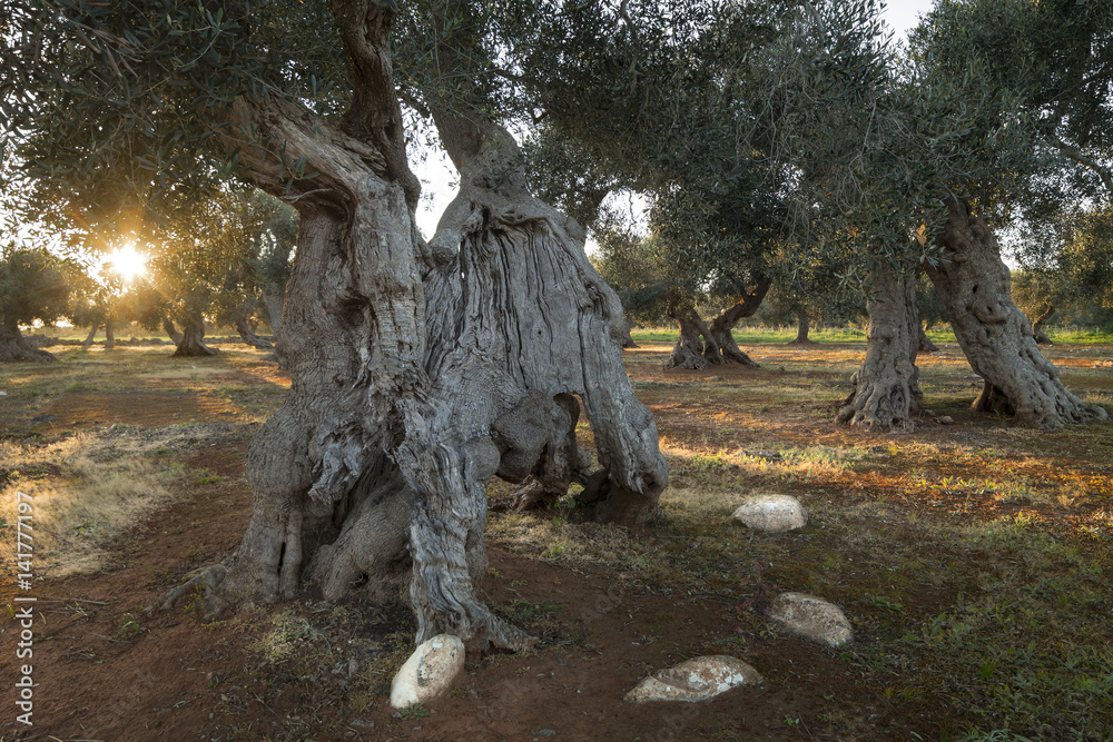 Obraz premium Ulivo centenario