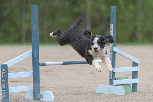 Spanish Water Dog (Perro de agua español) jumps over an agility hurdle