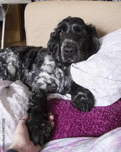 Precioso cocker spaniel tumbado en la cama