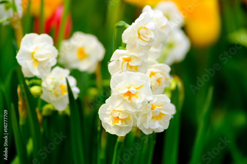 Valokuva Yellow daffodils flowers close up