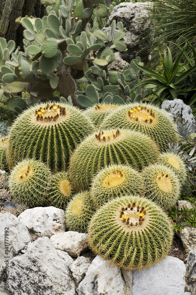 Echinocactus grusonii / Coussin de belle-mère Echinocactus grusonii / Coussin de belle-mère